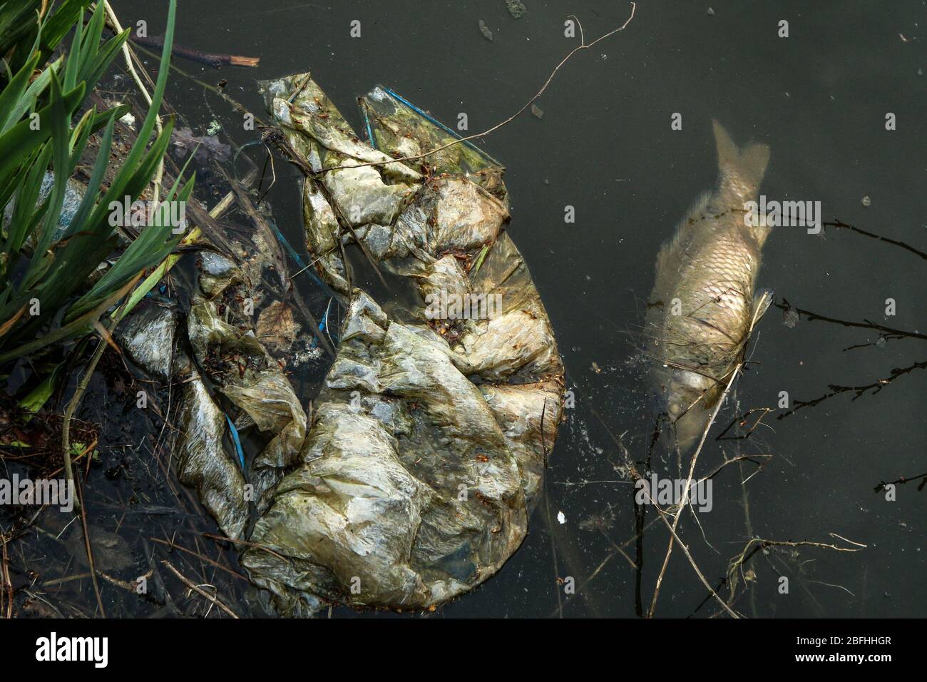 Freshwater pollution Fotos und Bildmaterial in hoher Auflösung Alamy