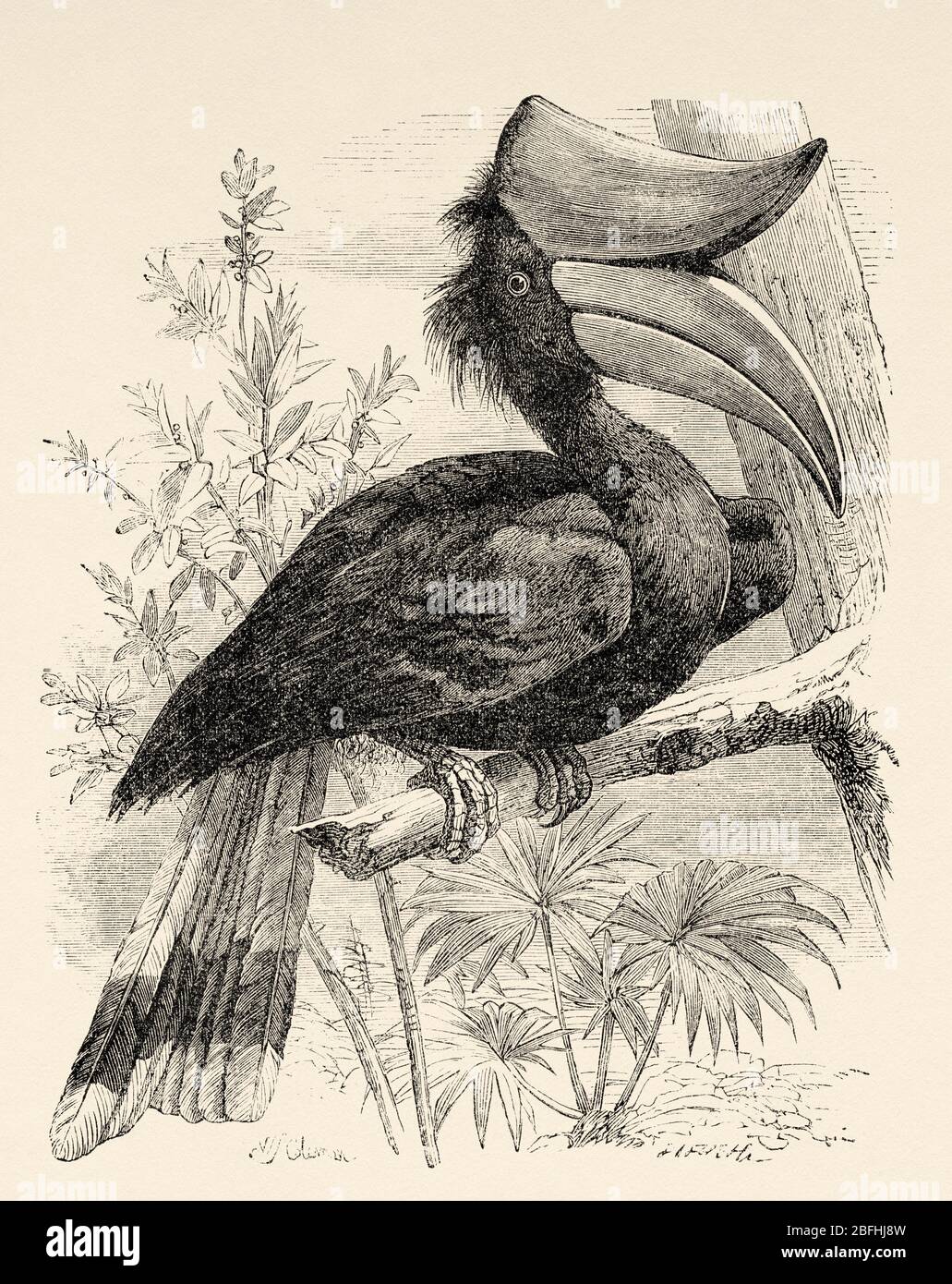 Der große Hornvogel, Bicorn Hornbill (Buceros bicornis), eine bucerotiforme Vogelart aus der Familie der Bucerotidae, bewohnt den Dschungel zwischen Nordost-Indi Stockfoto