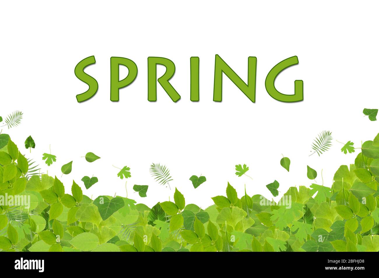 Frühlingsgrüne Blätter isoliert auf weiß Stockfoto