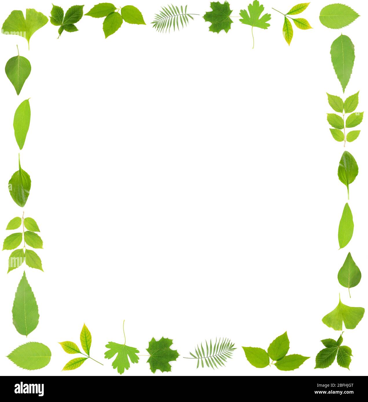 Rahmen von grünen Blättern isoliert auf weiß Stockfoto