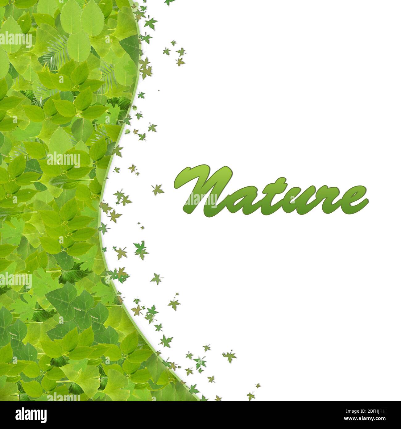 Grüne Blätter, isoliert auf weiss Stockfoto