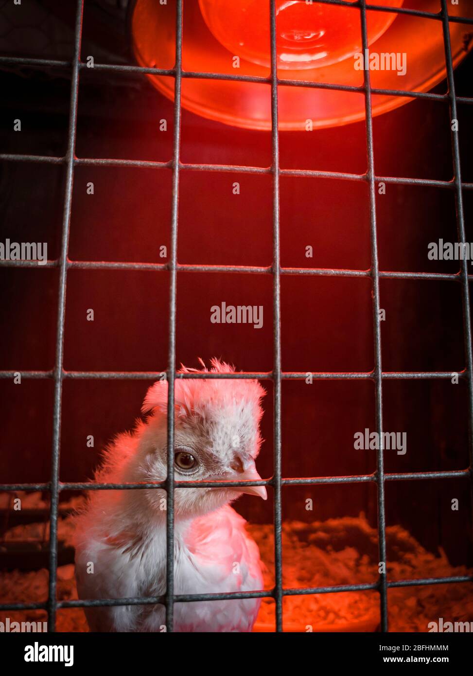 Selbstisolierung / Quarantäne Konzept Bild. Neu geborenes Küken unter einer Wärmestampe, die durch die Gitter seines Käfigs blickt. Sussex, England, Großbritannien Stockfoto