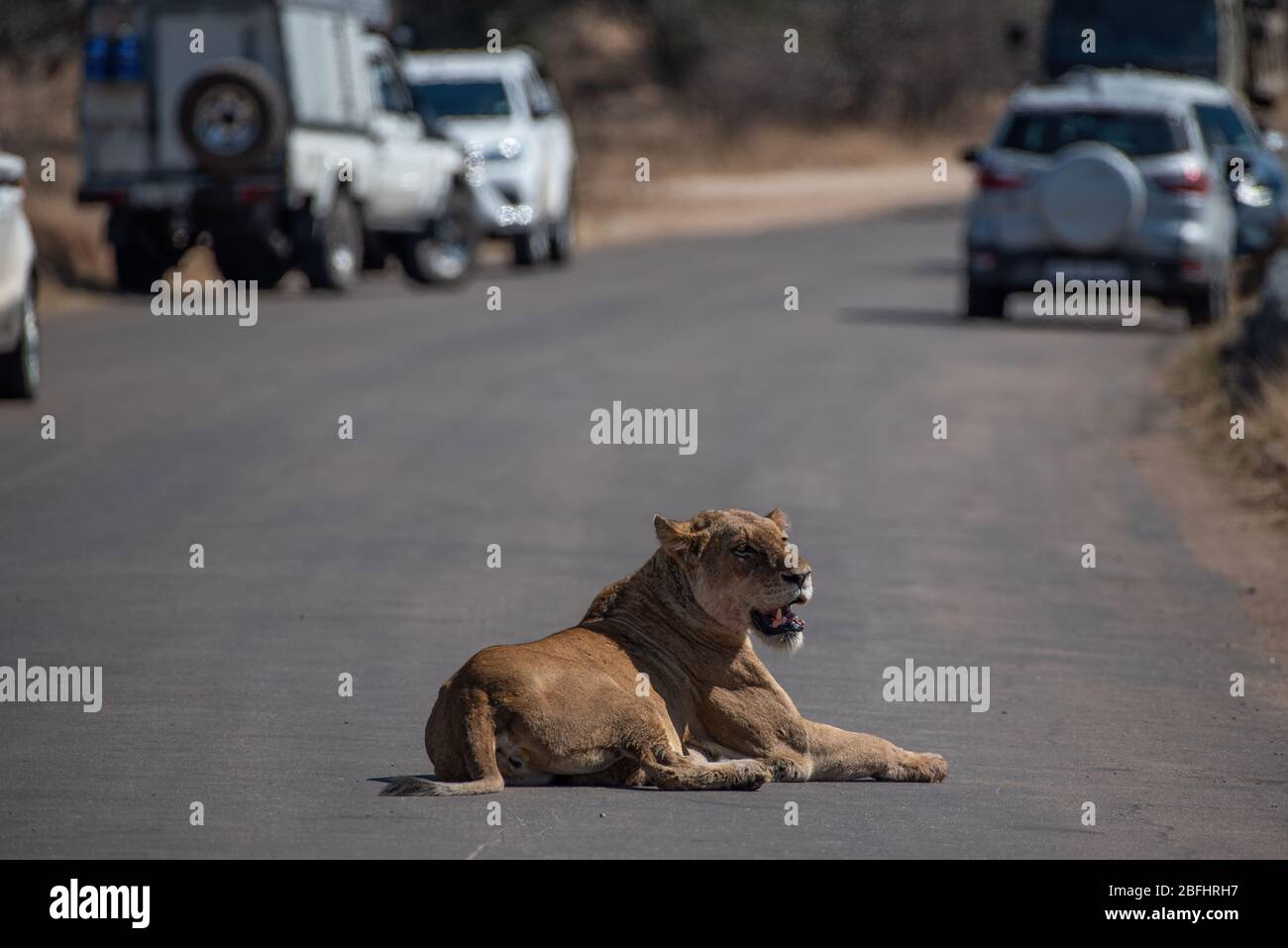 Löwin liegt mitten auf der Straße im Krüger Nationalpark Stockfoto