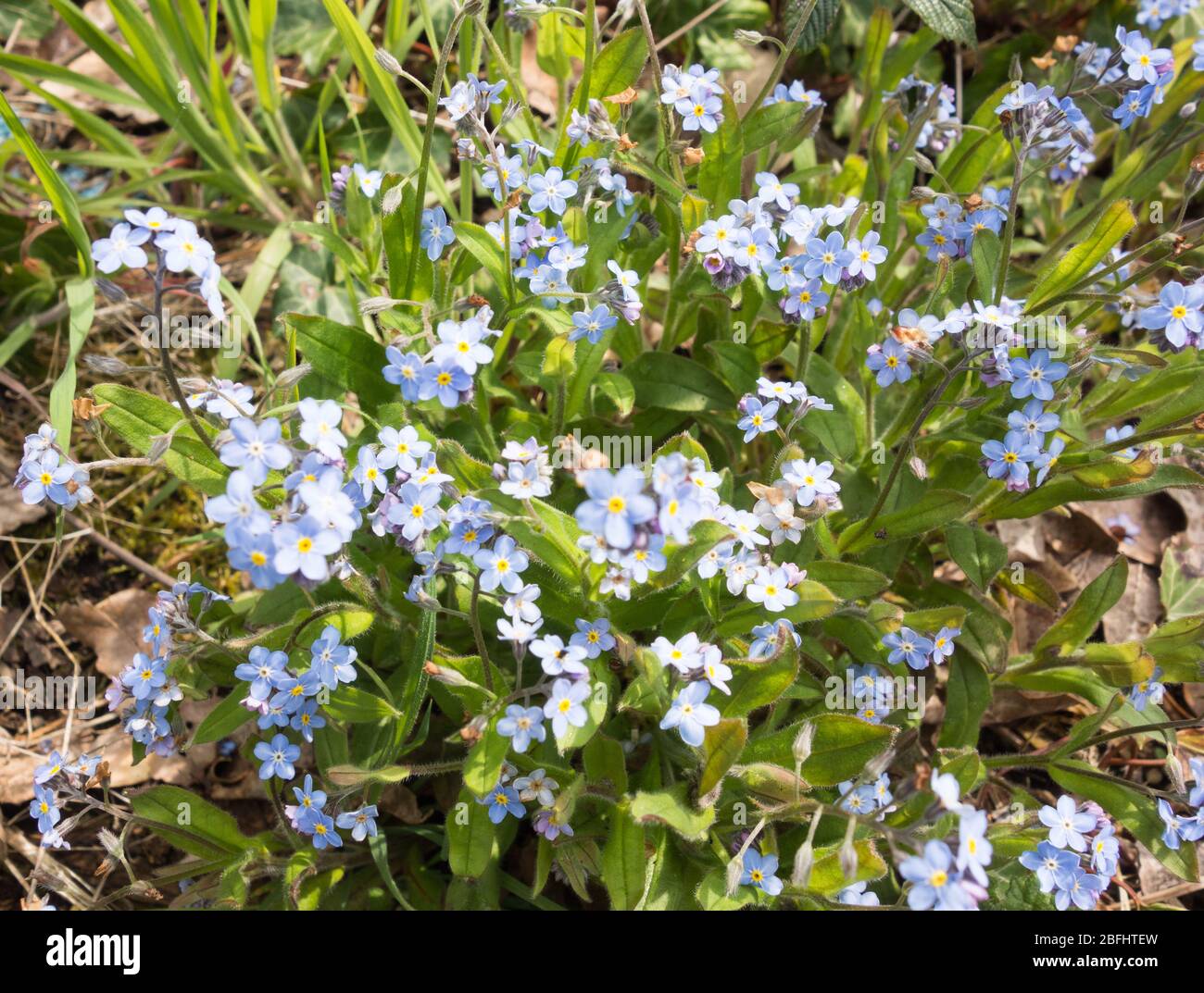 Cluster von Garten vergessen-mich-nicht (Myosotis sylvatica) Stockfoto