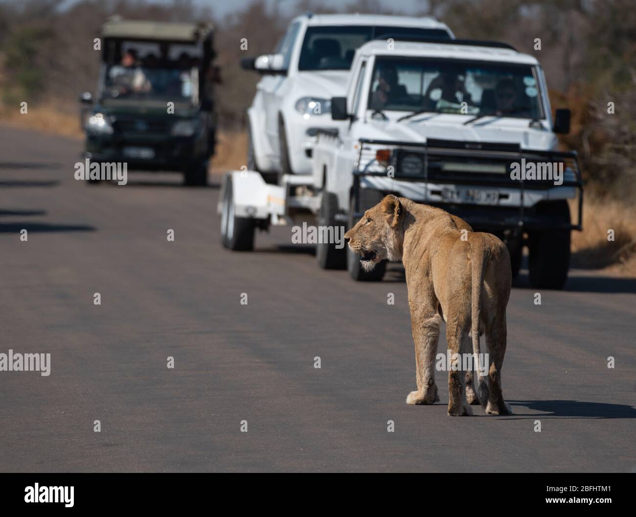 Touristen, die einen Löwen im Krüger Nationalpark sehen Stockfoto