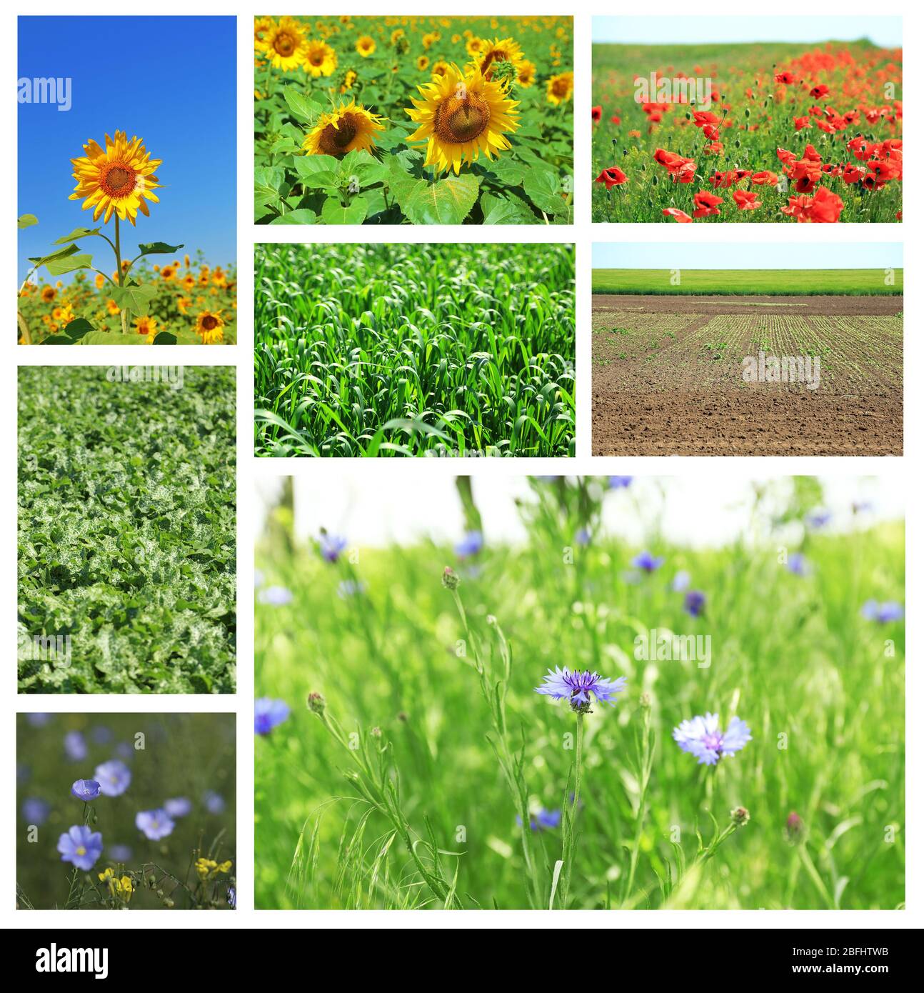 Collage aus schönen Feldern Stockfoto