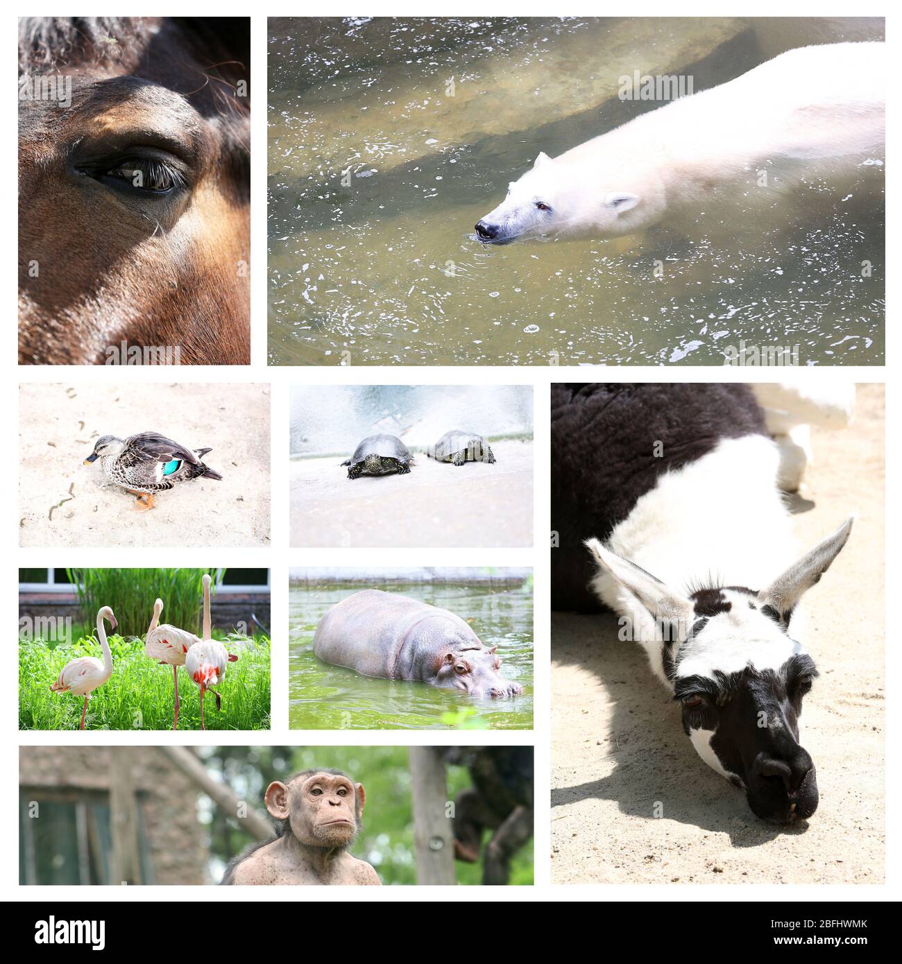 Zoo-Collage Stockfoto