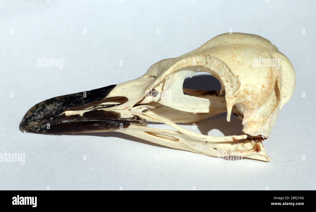 Kleiner blauer Pinguin-Schädel Stockfoto