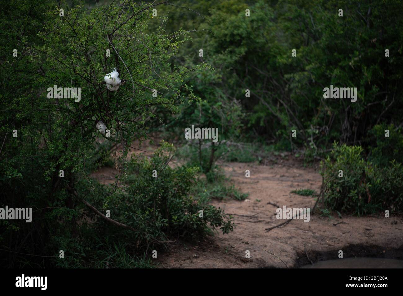 Nest des Schaumnistfrosches während der Regenzeit im Krüger Nationalpark Stockfoto
