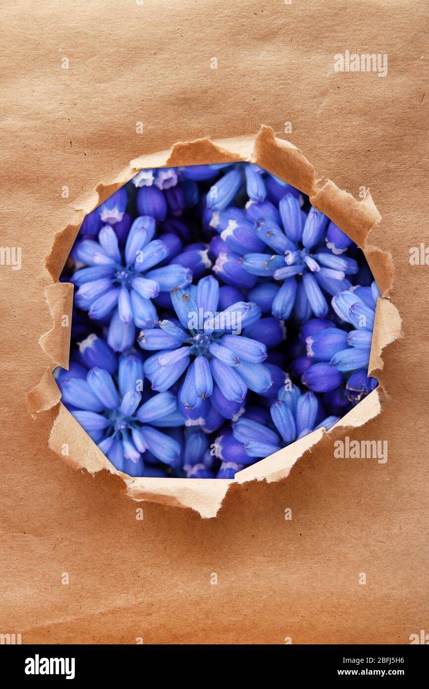 Muscari - Hyazinthe durch zerrissenes Bastelpapier Stockfoto
