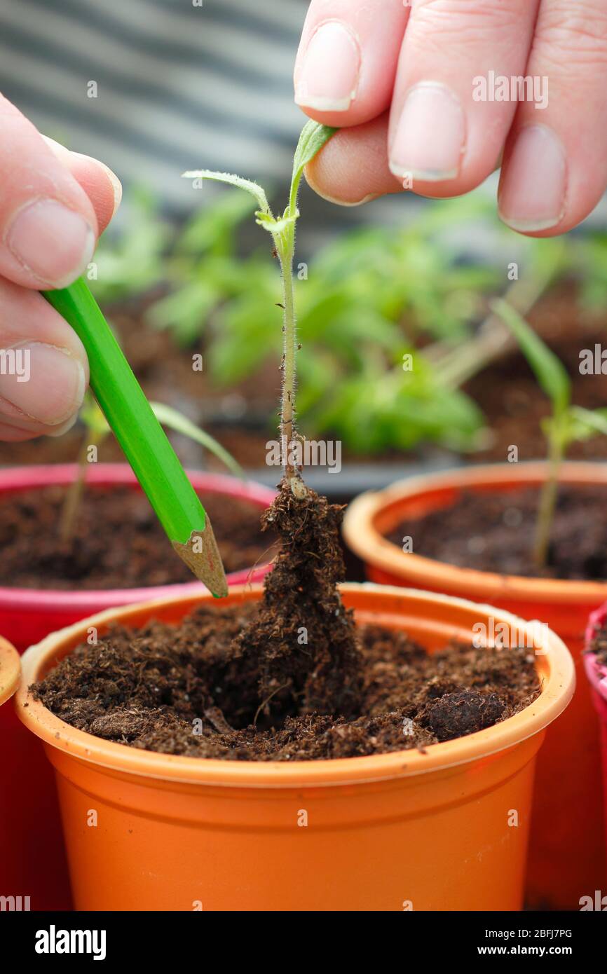 Solanum lycopersicum. Behutsam junge Tomatensämlinge durch Ausstechen und Eintopfen umpflanzen. GROSSBRITANNIEN Stockfoto