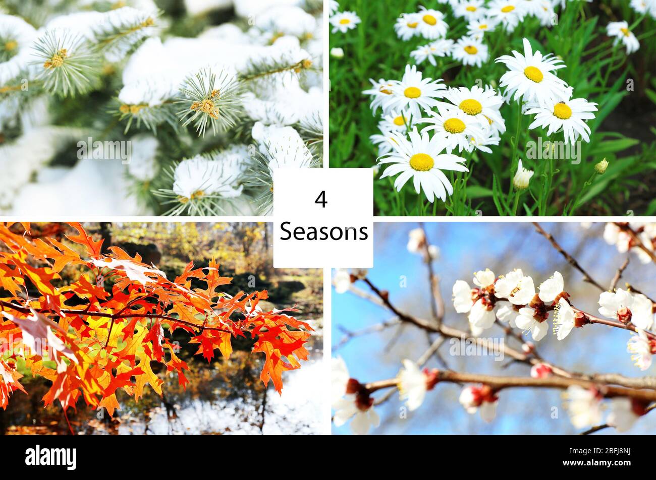 Vier Jahreszeiten Collage: Winter, Frühling, Sommer, Herbst Stockfoto