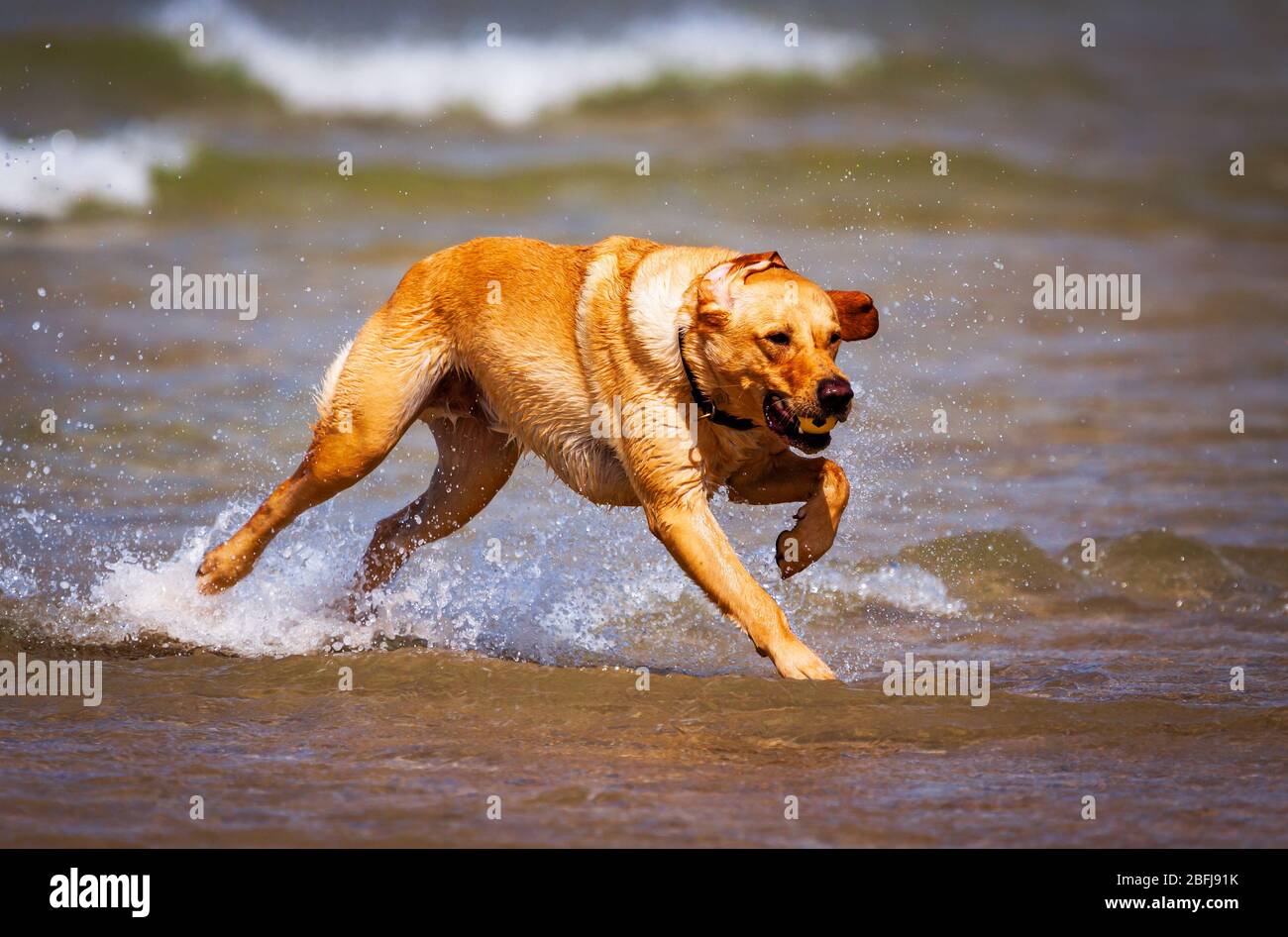 Labrador spielt in der Cornish Surf Stockfoto