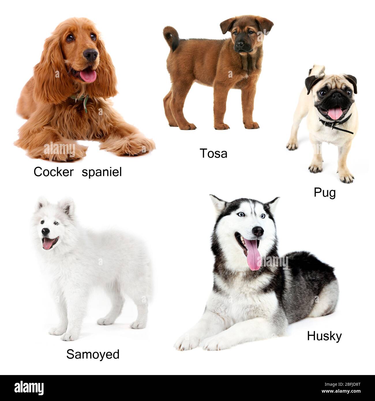 Verschiedene Hunderassen Stockfoto