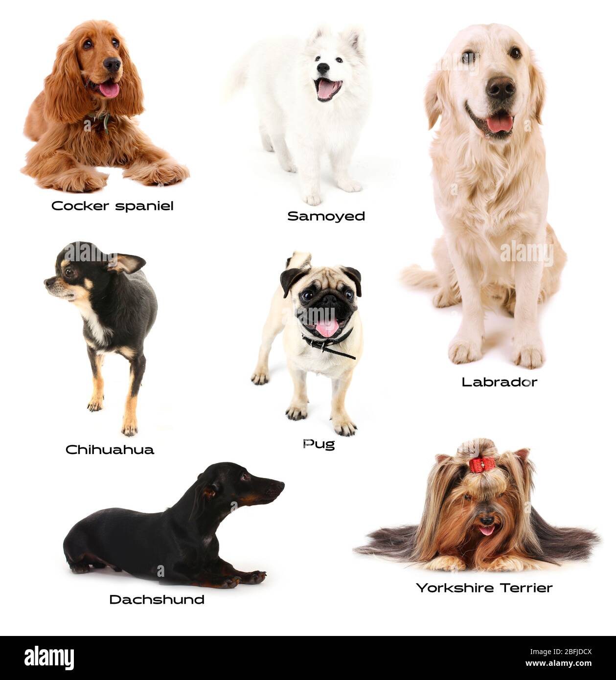 Verschiedene Hunderassen Stockfoto
