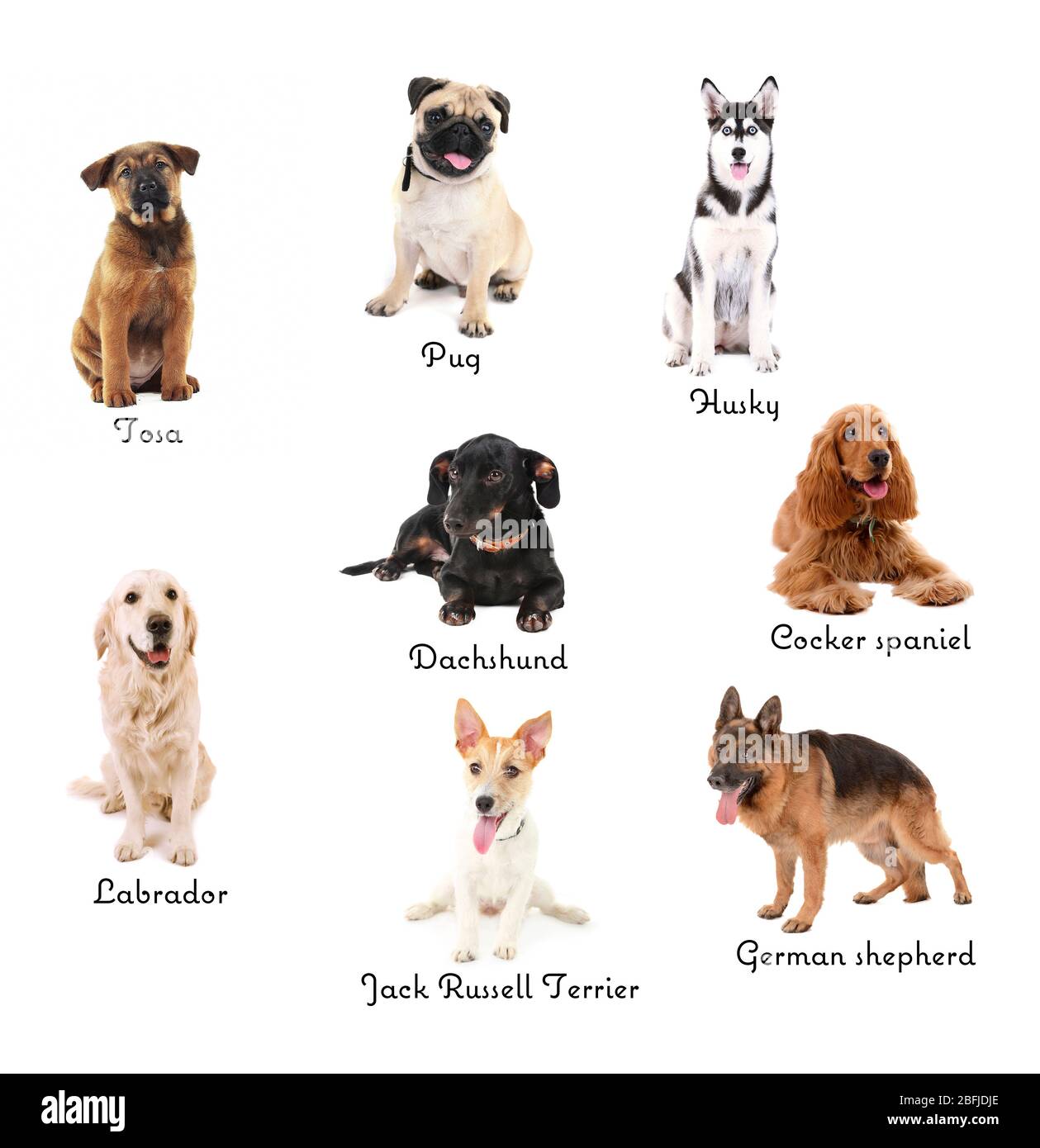 Verschiedene Hunderassen Stockfoto