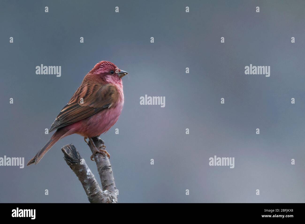 Rosafarbener Rosenfink (Carpodacus rodochroa) in Uttarakhand, Indien Stockfoto