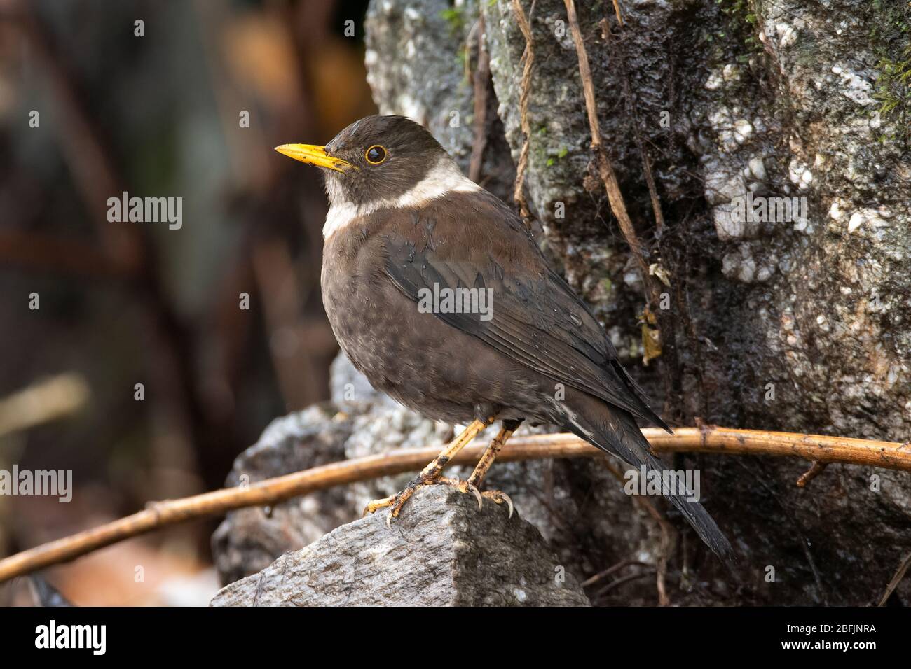 Die amsel mit weißem kragen Fotos und Bildmaterial in hoher Auflösung Alamy