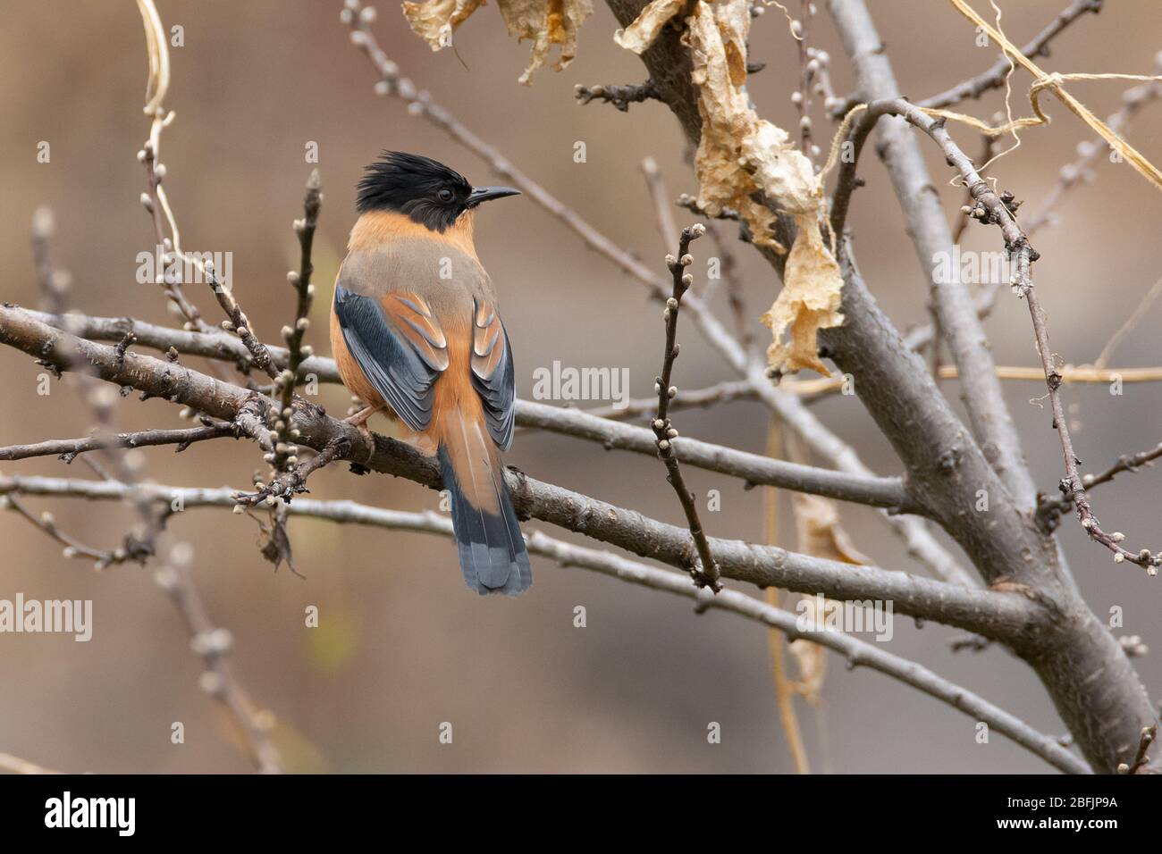 Rufous sibia (Heterophasia capistrata) in Makkumath, Uttarakhand, Indien Stockfoto