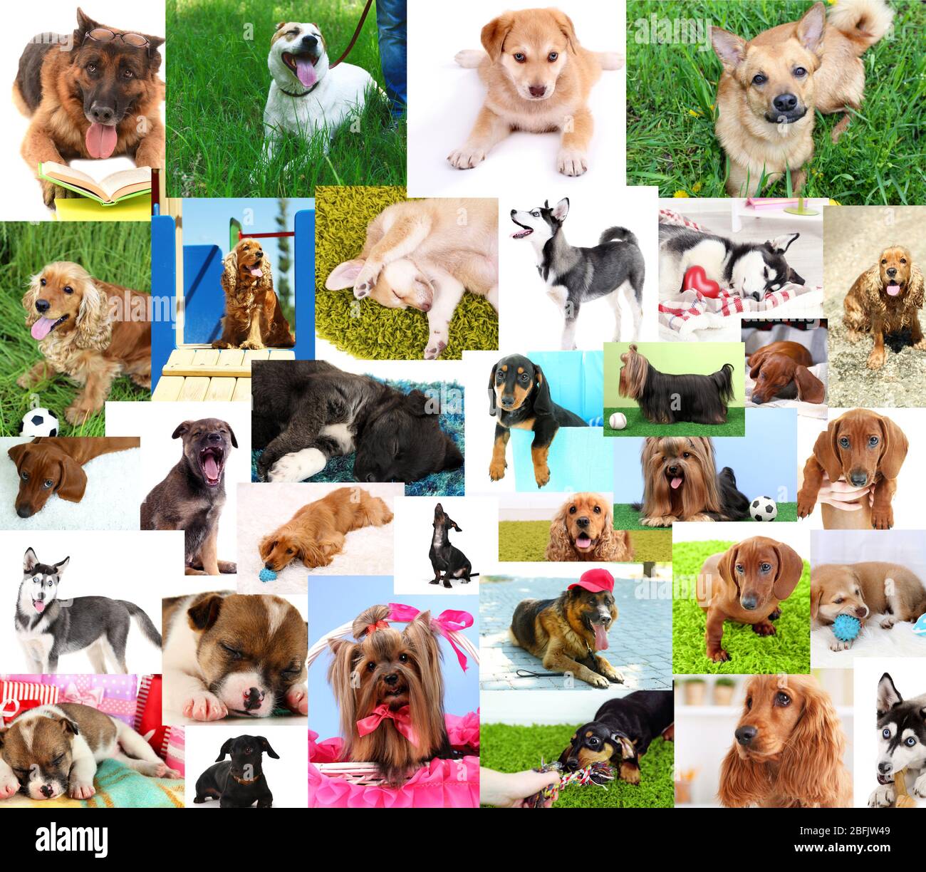 Collage aus hübschen Hunden Stockfotografie - Alamy
