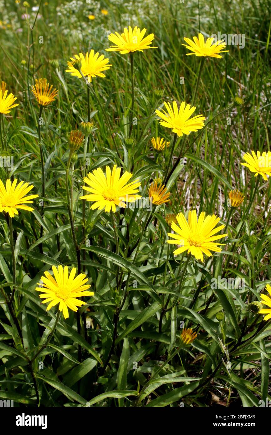 Weidenblätter Rindsauge, Buphthalmum salicifolium Stockfoto