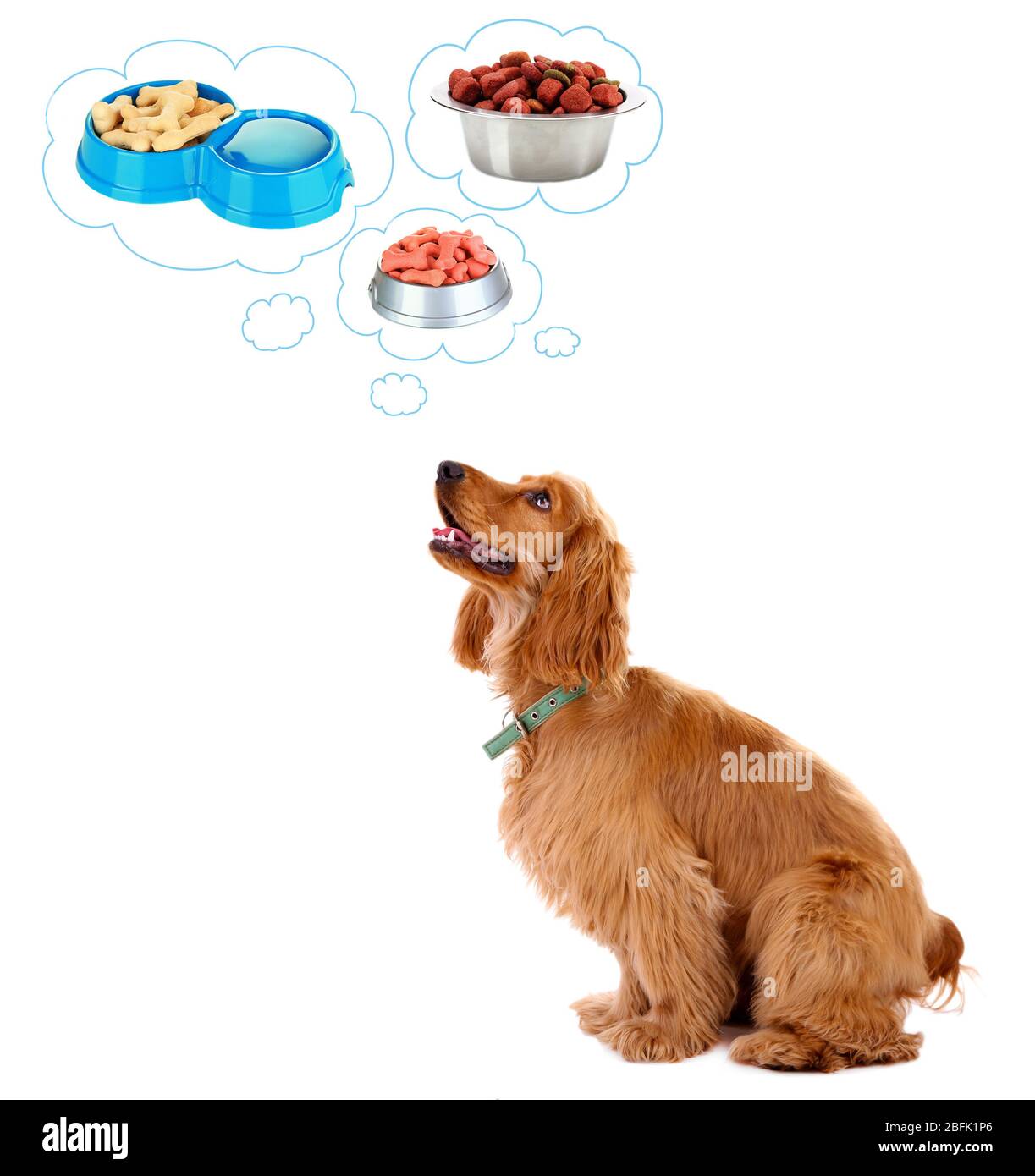 Cute Cocker Spaniel Denken über Lebensmittel in Gedanken Blasen, isoliert auf weiß Stockfoto