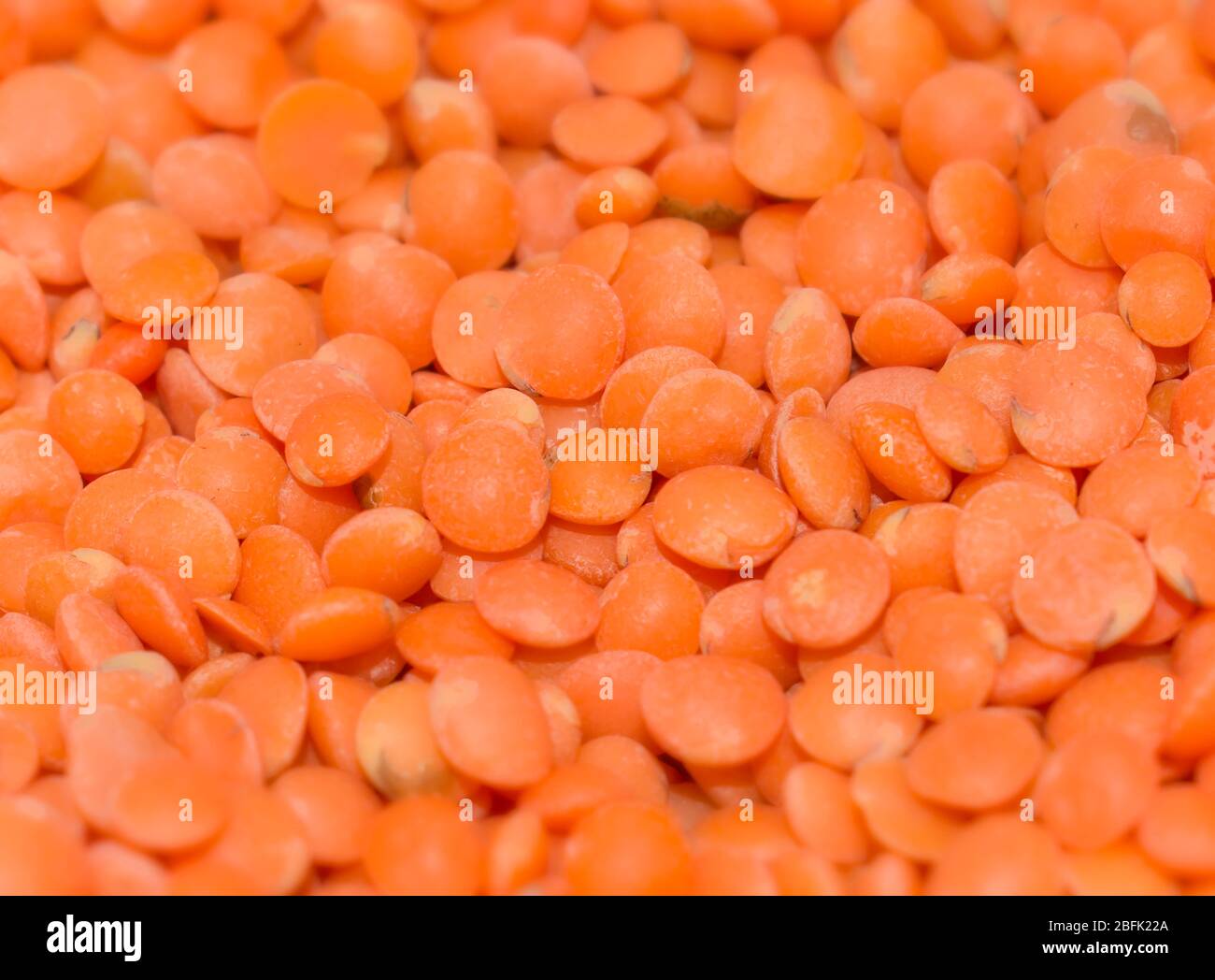 Die Linsen (Lens culinaris oder Lens esculenta) sind eine essbare Hülsenfrüchte. Es ist eine jährliche Pflanze, die für ihre linsenförmigen Samen bekannt ist. Selektiver Fokus. Stockfoto