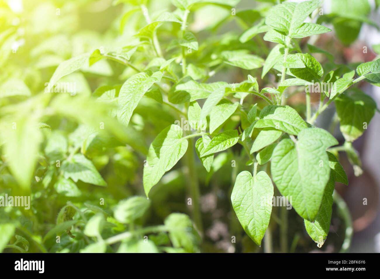 Viele Sämlinge junger Kirschtomaten auf Fensterbank. Tomaten im Gewächshaus anbauen. Weiches Sonnenlicht aus dem Fenster Stockfoto