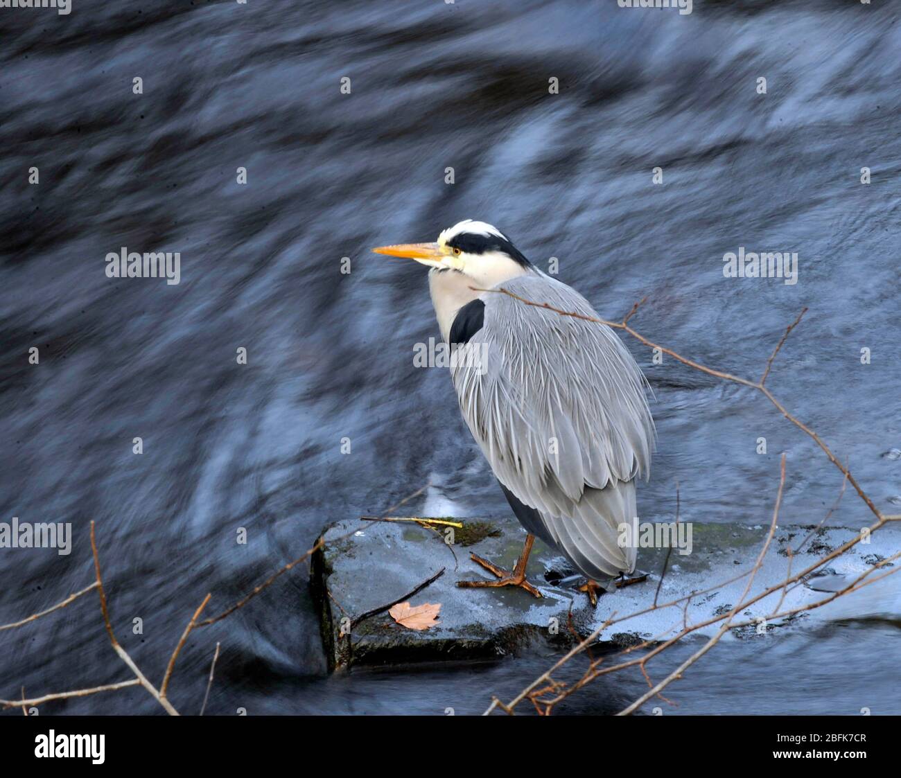 Graureiher ( Ardea Cinerea) an einem Flussufer, Edinburgh, Großbritannien. Stockfoto