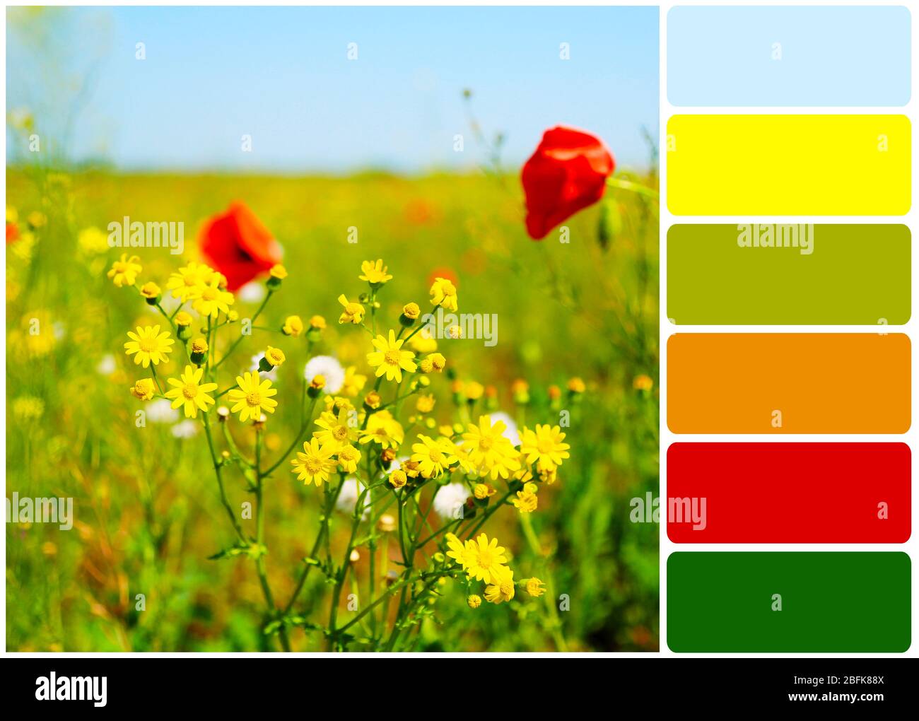 Schöne Blumen im Feld und Farbpalette Stockfoto