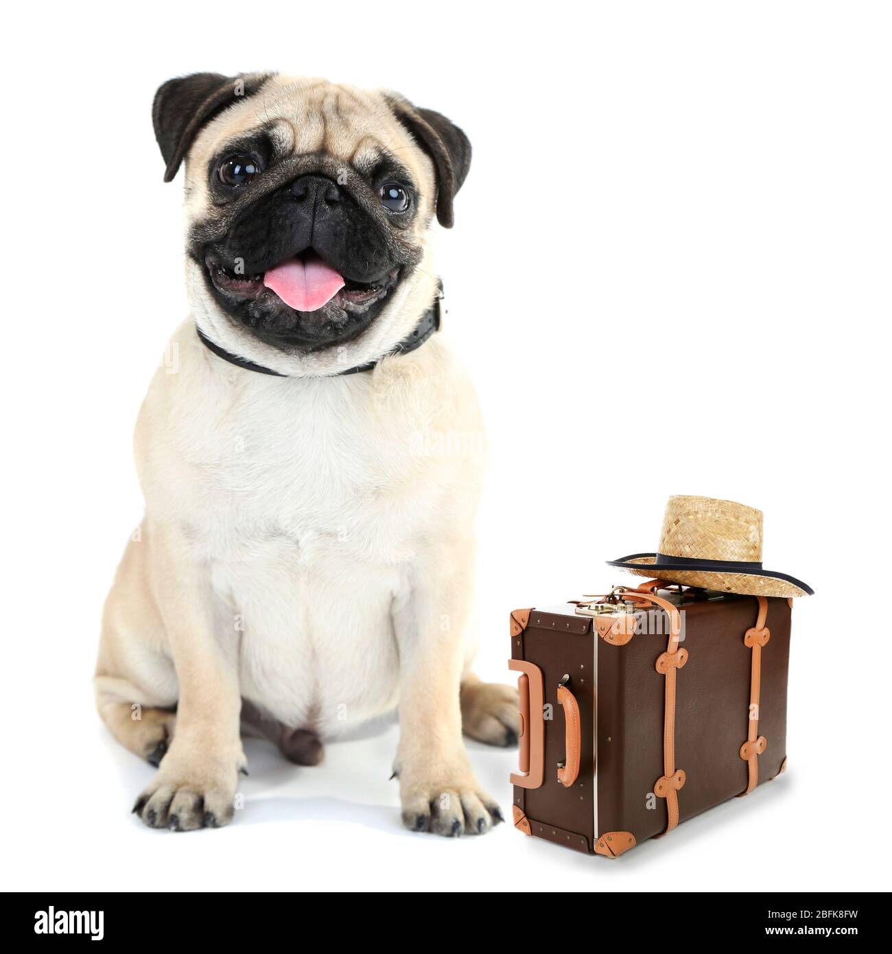 Lustige Hundetouristin mit Koffer und Hut, isoliert auf weiß Stockfoto