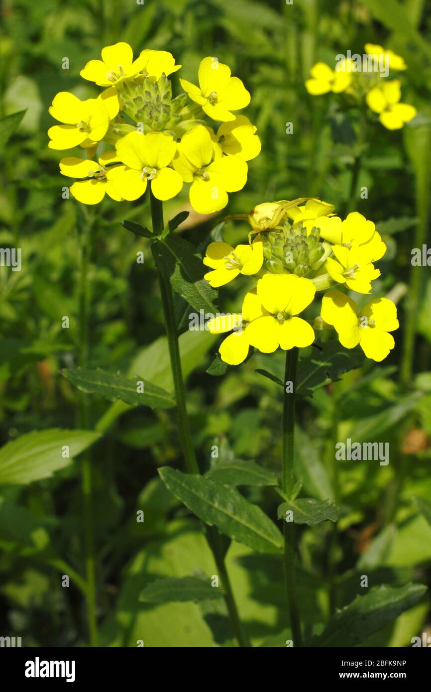 Goldlack, Erysimum cheiri Stockfoto