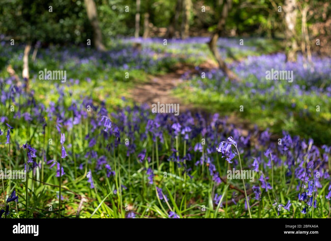 Wilde Bluebells unter den Bäumen, fotografiert im Pear Wood neben dem Stanmore Country Park in Stanmore, Middlesex, Großbritannien Stockfoto