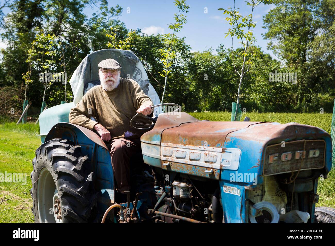 Hopfenbauer auf dem Traktor bei der Hopfenernte und Hopfenernte in der Larkins Brewery, der preisgekrönten Brauerei und Hopfenfarm in Chiddingstone, Kent, Großbritannien Stockfoto