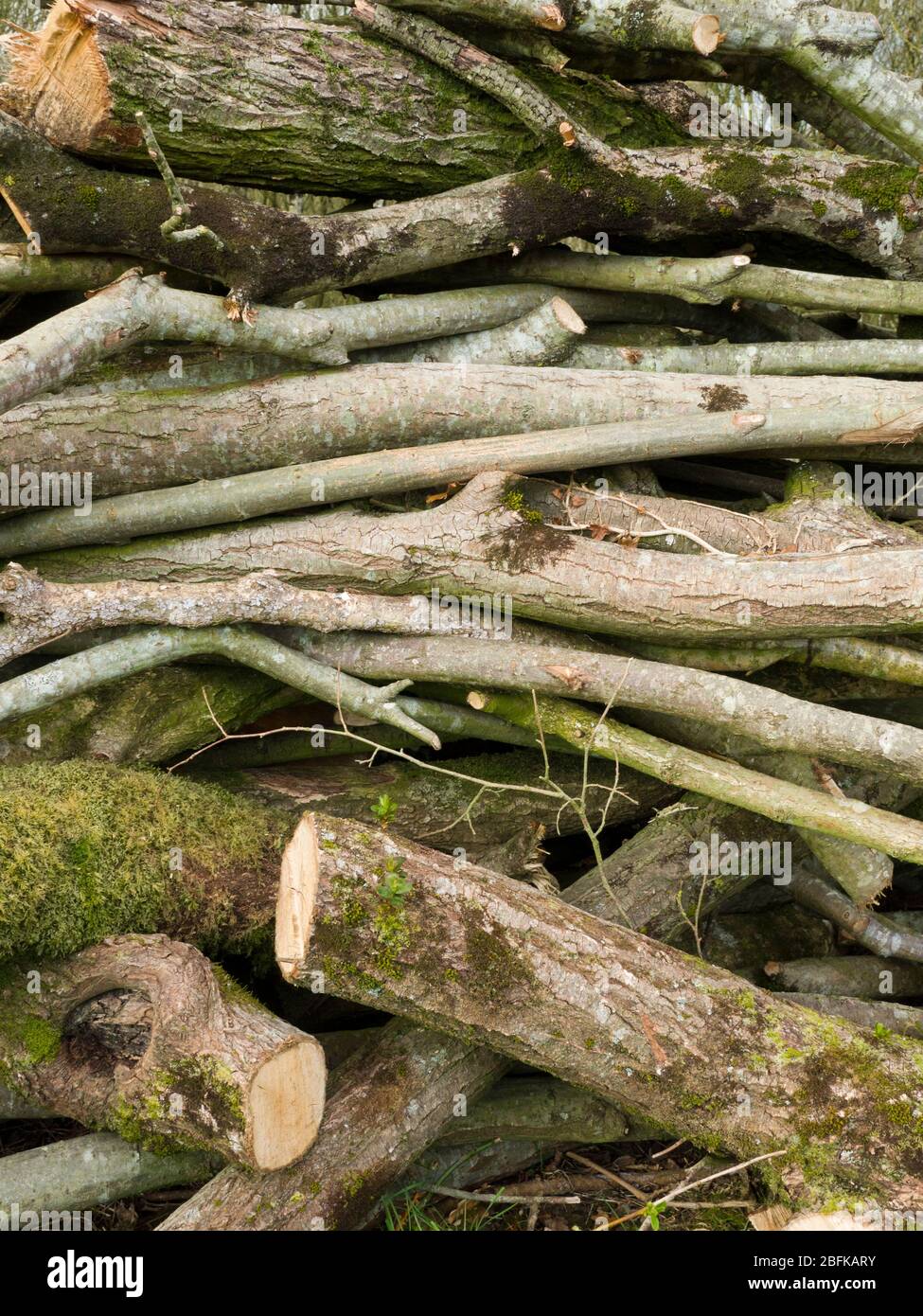 Nahaufnahme eines Holzstapels, Großbritannien Stockfoto