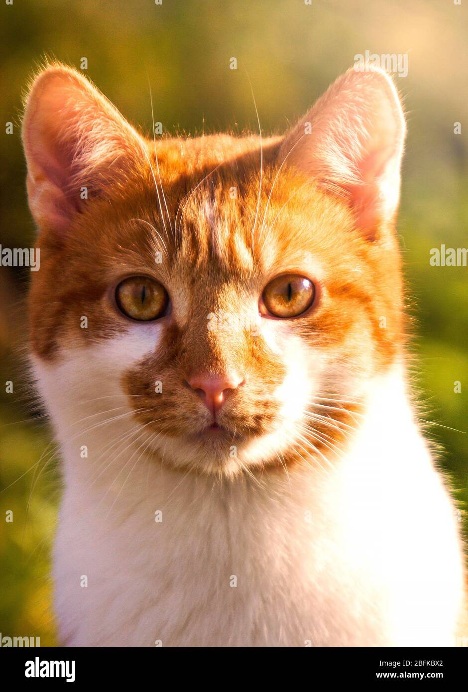 Porträt einer Ingwer und weiße Katze Stockfoto