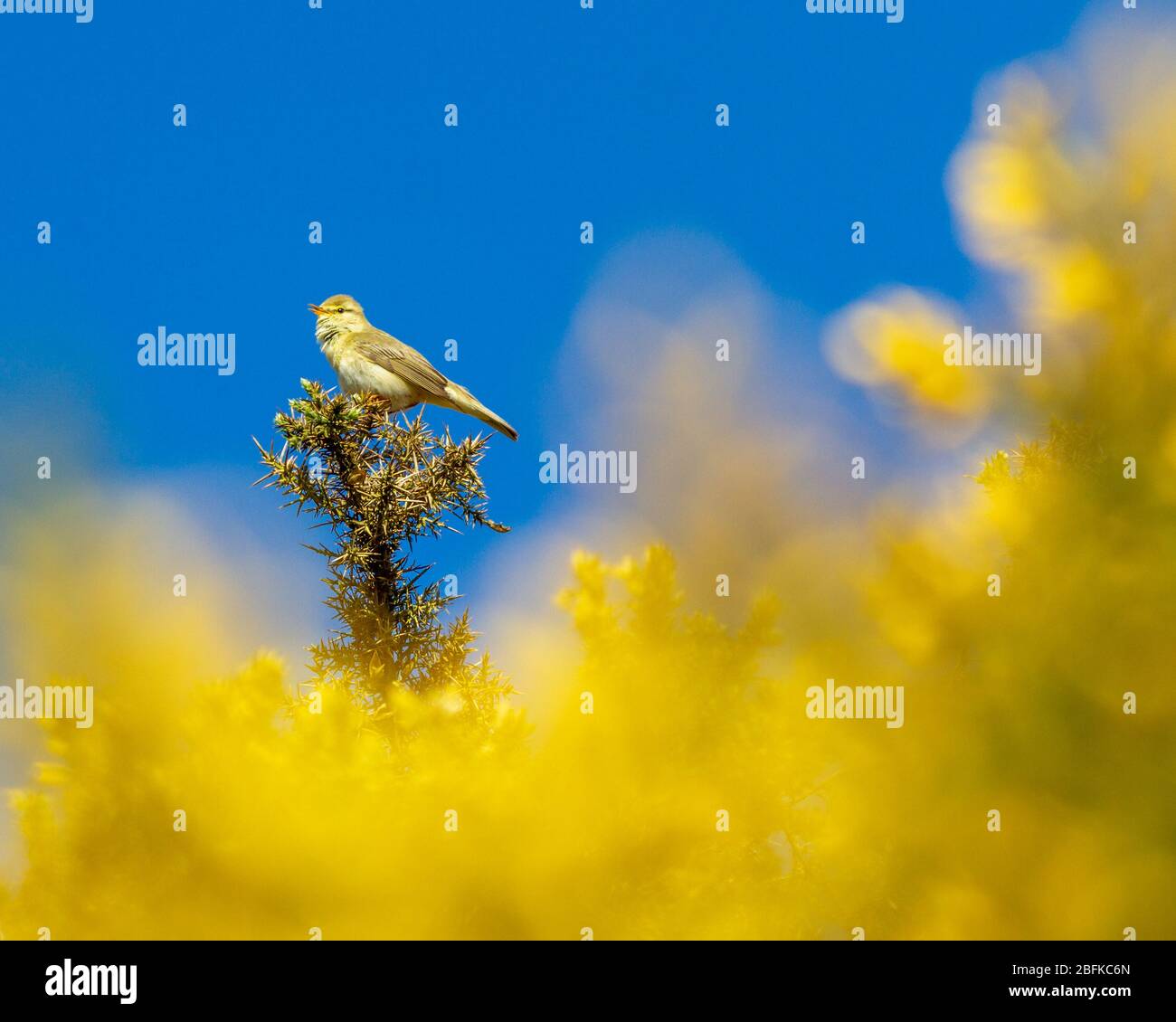 Britische Wildtiere: Willow Warbler (phylloscopus trochilus) thront auf einem atemberaubenden gelb blühenden Ginsterbusch (Ulex), warbling gegen einen blauen Himmel, Burley M Stockfoto