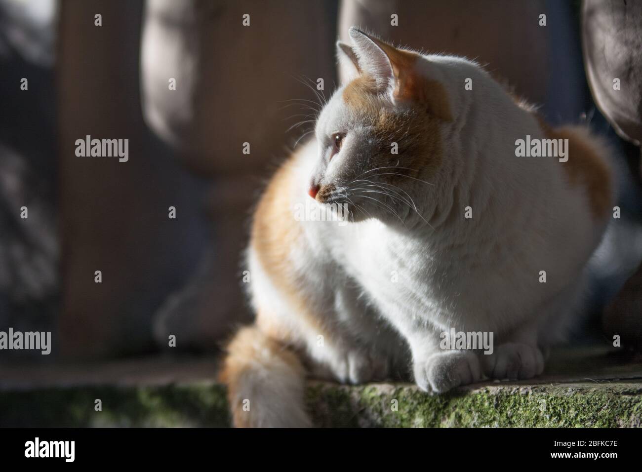 Weiße und Ingwer Katze sitzt an einer Wand in den Strahlen der fallenden Sonne Stockfoto