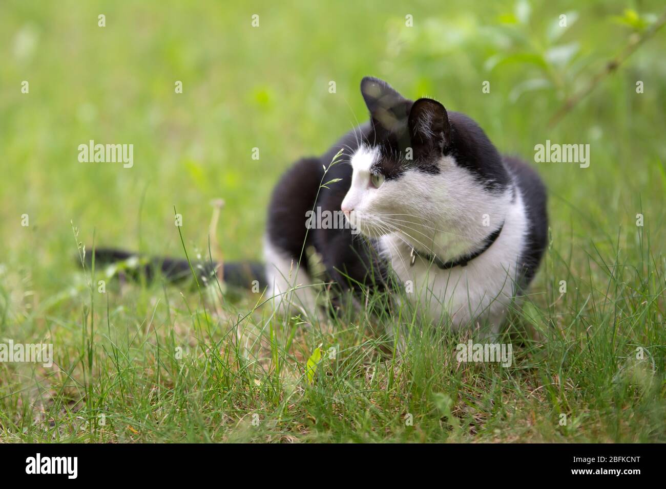 Katze Mit Weißem Kragen Stockfotos und -bilder Kaufen - Alamy