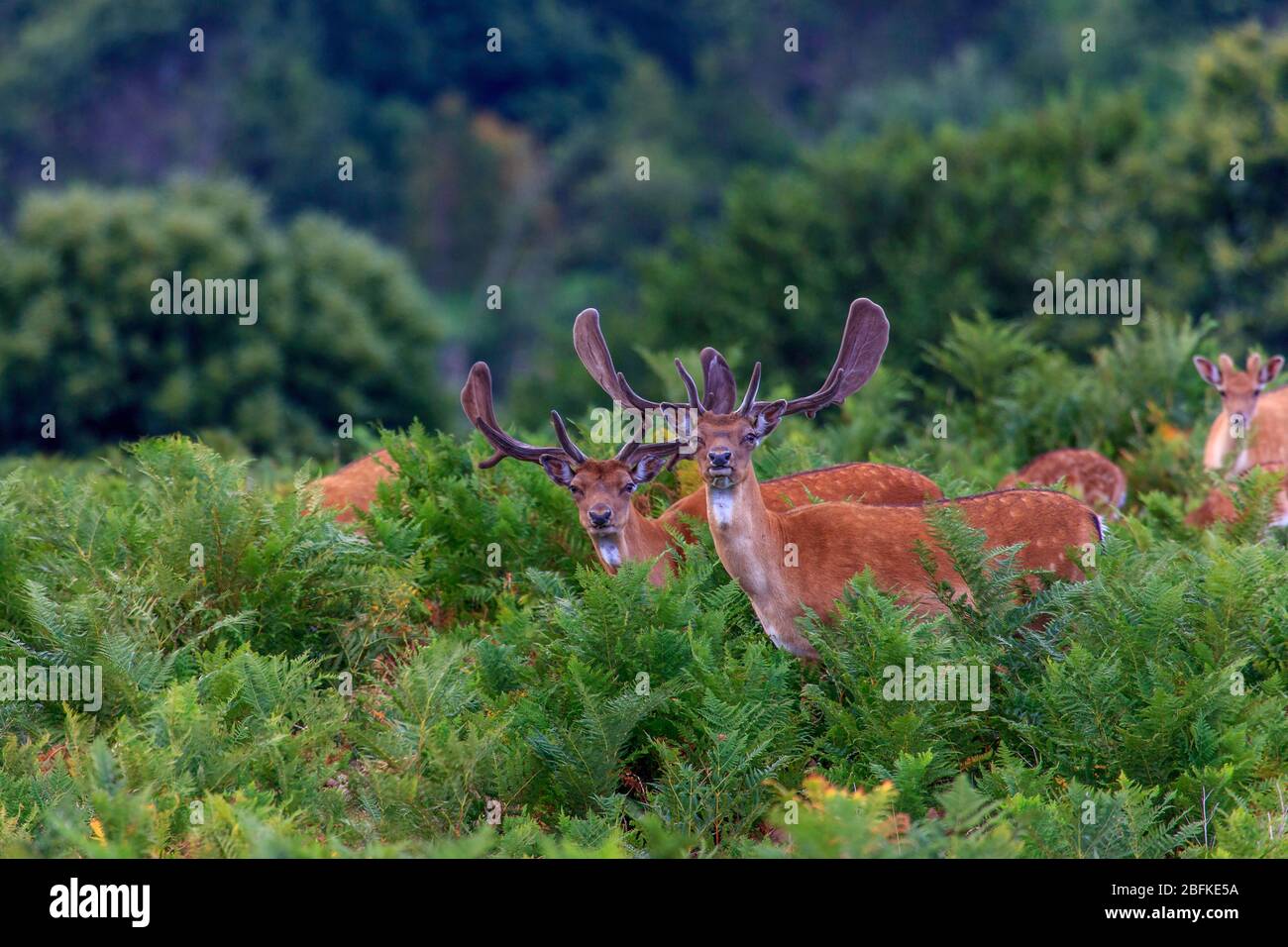 Gruppe von Damhirschen im Wald Stockfoto