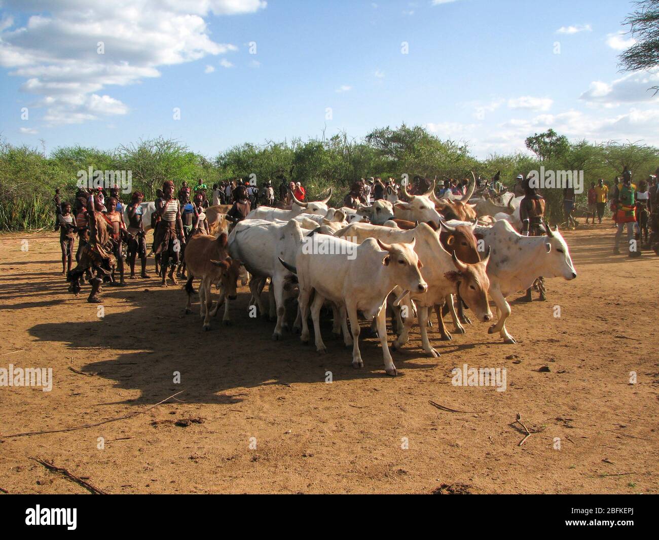 Afrika, Äthiopien, Omo-tal Hamer Stamm das Springen der Bullen Zeremonie. Der eingeweihte Sprünge auf eine Linie von zehn oder mehr Stiere seiner Familie Stockfoto