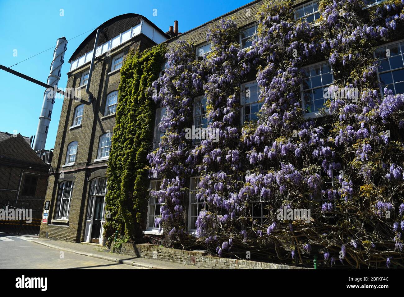 Glysteria in Blüte vor Fuller's Griffin Brewery in Chiswick, London. Stockfoto