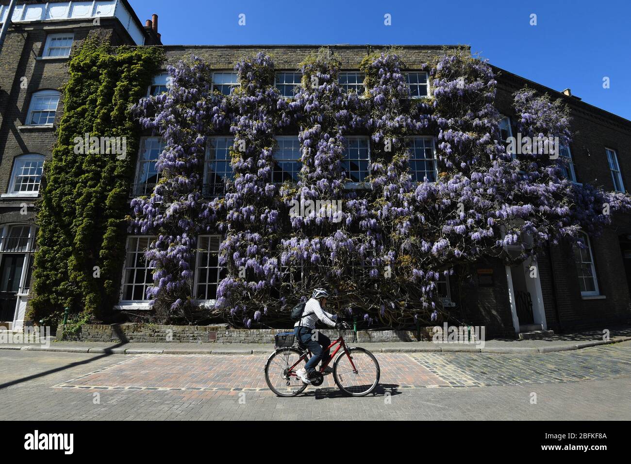 Ein Radfahrer fährt in voller Blüte an Wisteria vor der Fuller's Griffin Brewery in Chiswick, London vorbei. Stockfoto