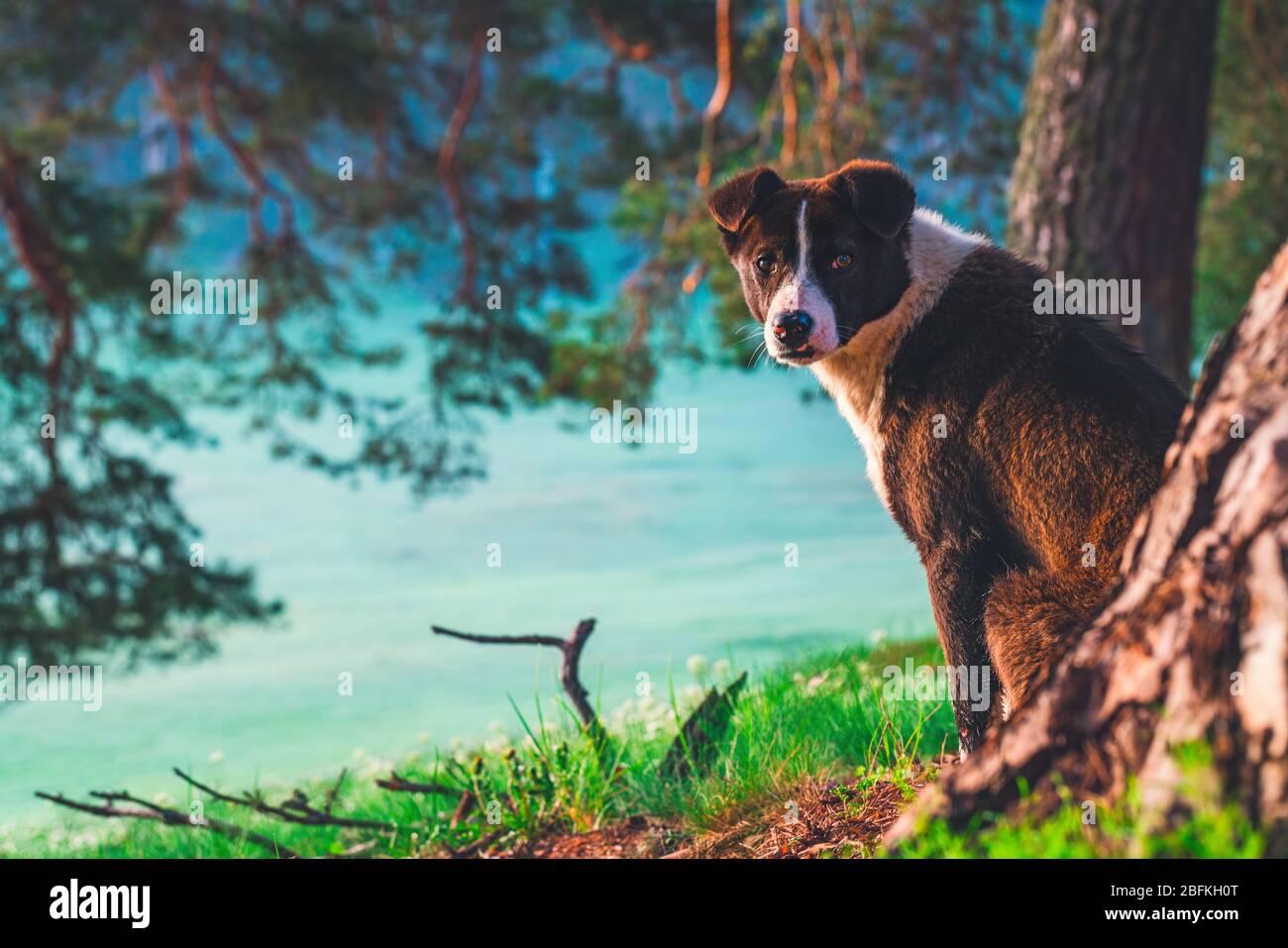 Wald landschaft und morgen Nebel im Frühjahr. Stockfoto