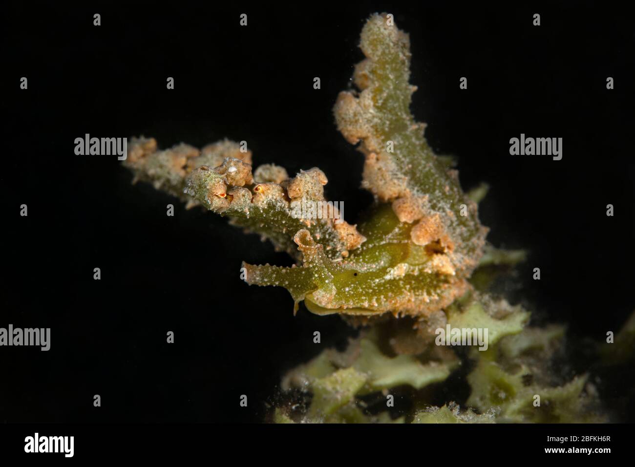 Kleine Seeschnecken Lobiger sp. Unterwassermakro-Fotografie aus Romblon, Philippinen Stockfoto
