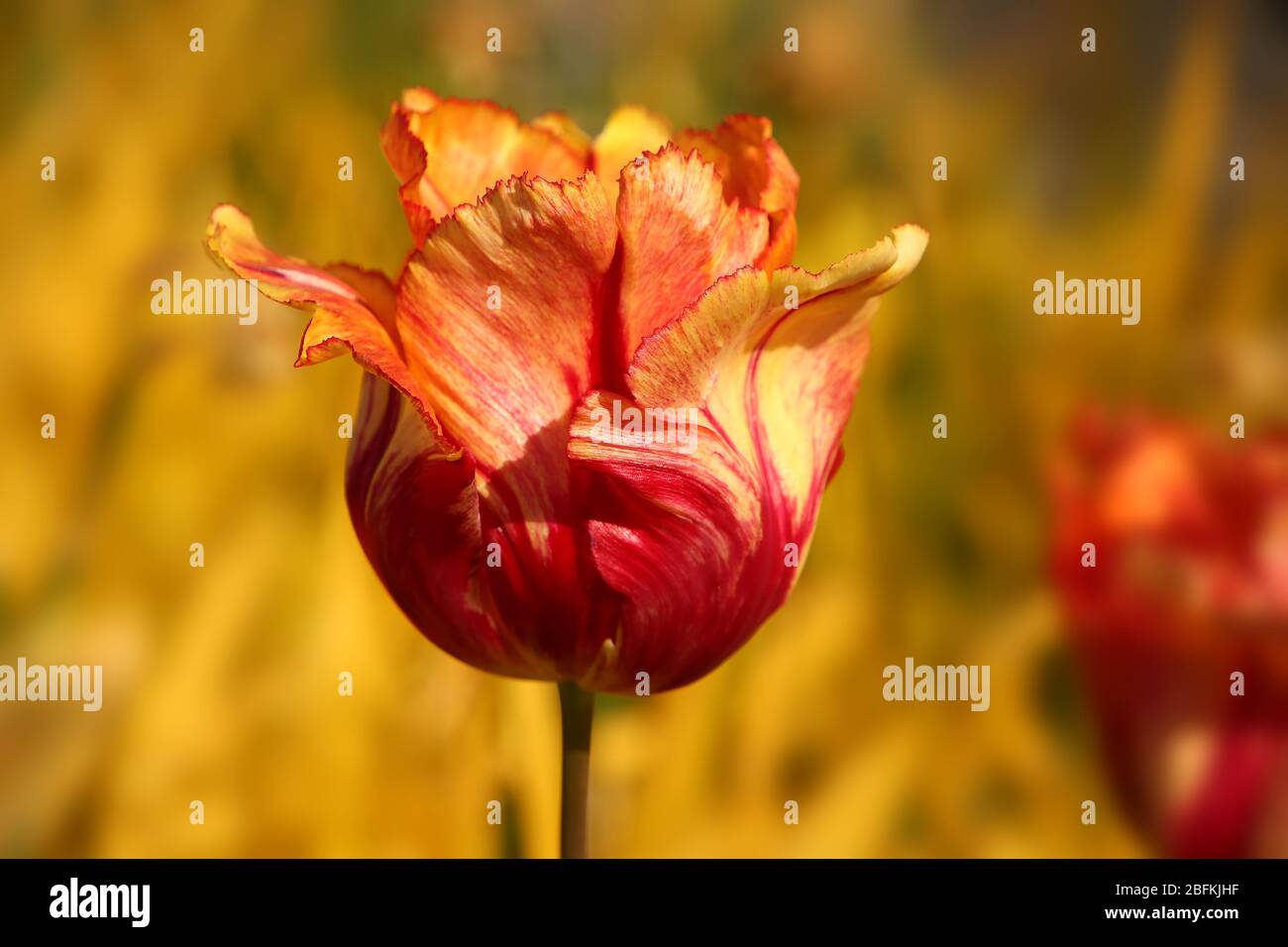 Roter, gelber & oranger Tulpenblütenkopf vor gelbem Hintergrund. Auffällige Farben des Herbstes, Norwegen. Stockfoto