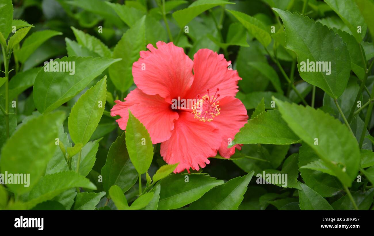 Rote Blüten in der Mitte der grünen Blätter Stockfoto