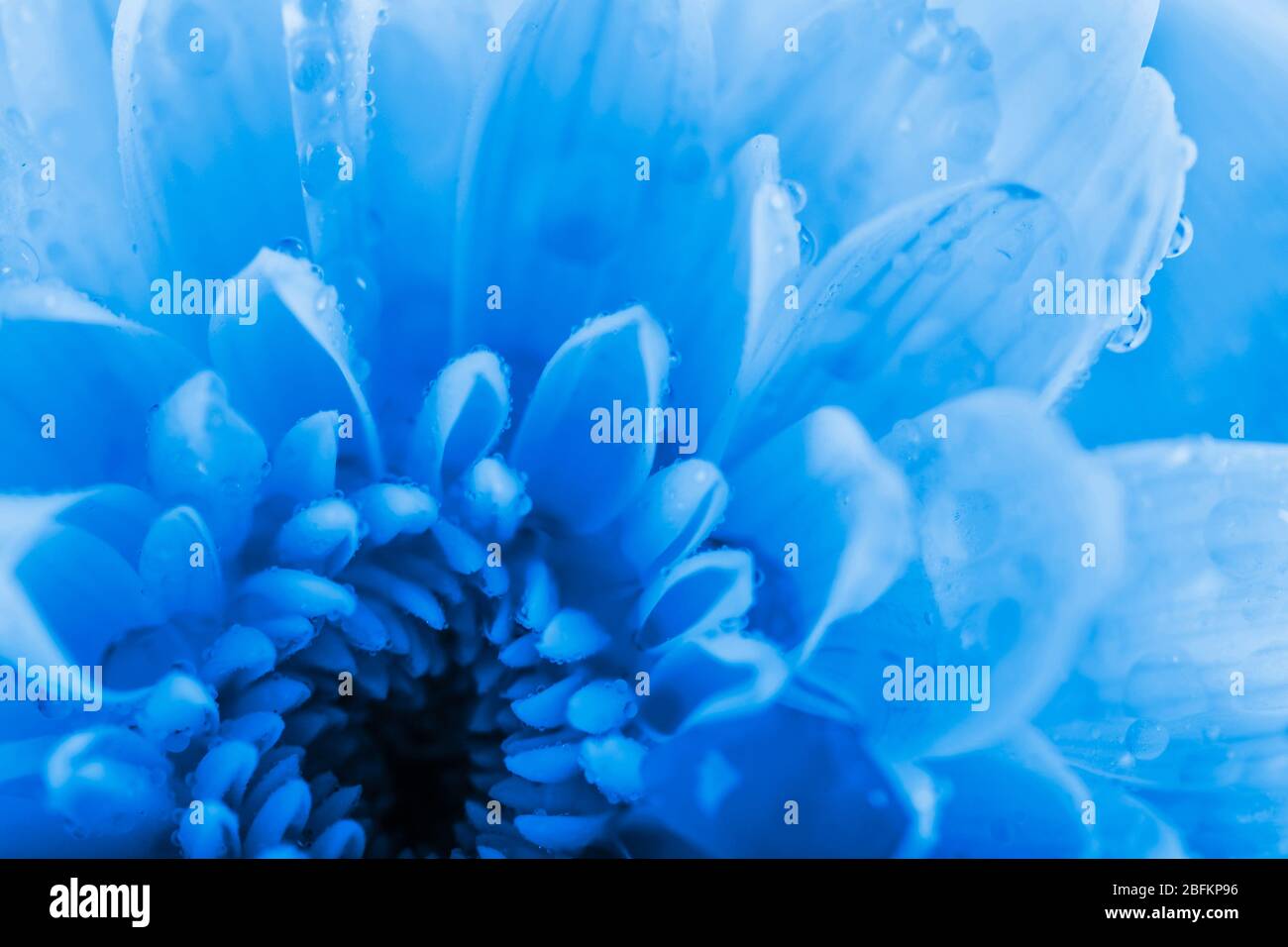 Schöne blaue Chrysantheme Blume, Nahaufnahme Stockfoto