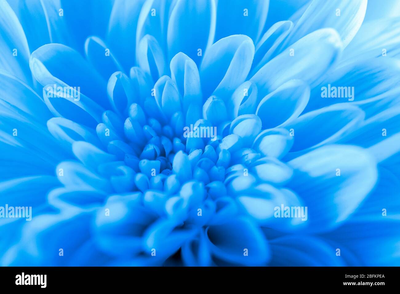 Schöne blaue Chrysantheme Blume, Nahaufnahme Stockfoto