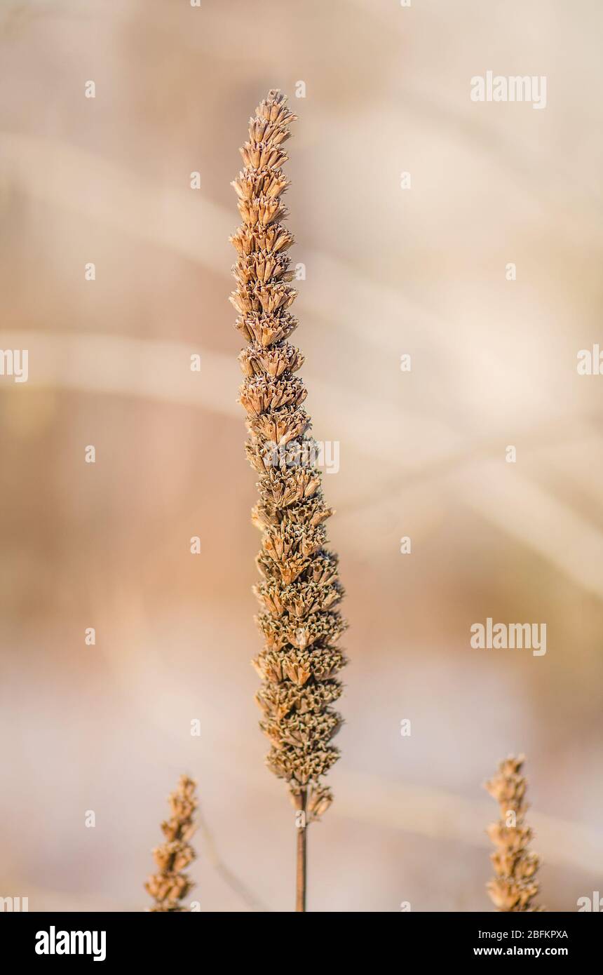 Riesenanis-Ysop (Agastache foeniculum) Samen boll Stockfoto